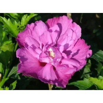 Sazenice Ibišek syrský 'Purple Ruffles' Balení: kontejner C5