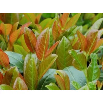 Sazenice Bobkovišeň lékařská 'Titan' Balení: kontejner C5, Tvar: výška 40-50 cm