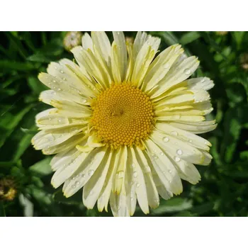 Sazenice Kopretina 'La Creme' - Leucanthemum x superbum 'La Creme'