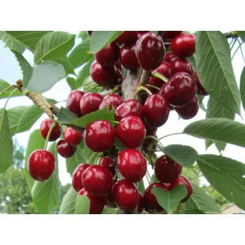 Sazenice Višeň 'Campanello' - k sloupovitému zapěstování - kontejner Balení: kontejner C5, Podnož: mahalebka