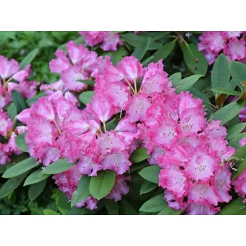 Sazenice Rododendron 'Maifreude'
