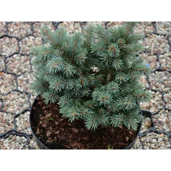 Sazenice Smrk Engelmannův 'Hobo' Balení: kontejner C5, Tvar: výška 15-25cm