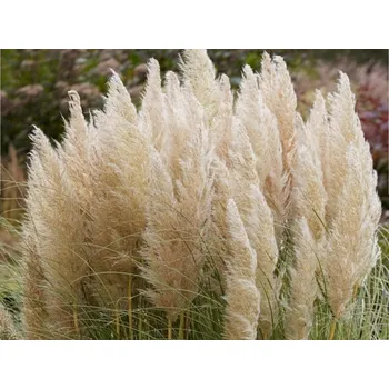 Sazenice Pampová tráva 'Golden Goblin' - Cortaderia selloana 'Golden Goblin' Balení: kontejner C10