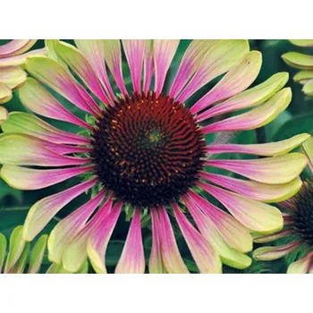 Sazenice Třapatka nachová 'Green Twister' - Echinacea purpurea 'Green Twister' Balení: kontejner C1/C2