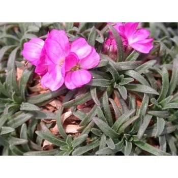 Sazenice Trávnička přímořská 'Little Penny' - Armeria maritima 'Little Penny'