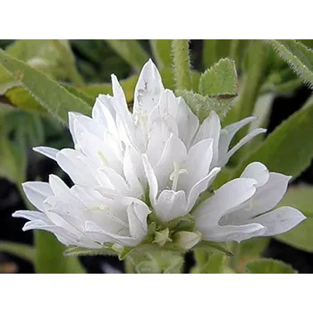 Sazenice Zvonek klubkatý 'Alba' - Campanula glomerata 'Alba' Balení: kontejner p9
