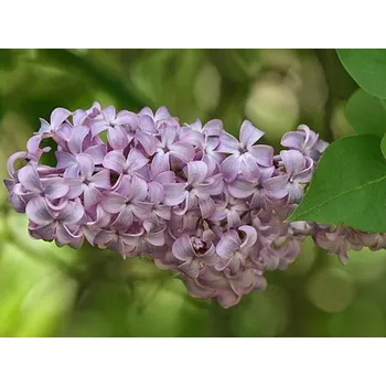 Sazenice Šeřík obecný