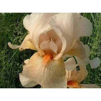 Sazenice Kosatec německý 'Apricot Silk' - Iris germanica 'Apricot Silk' Balení: kontejner C2