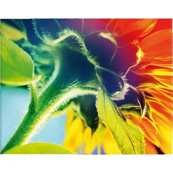 Plakát Sablio Plakát Duhová květina - 60x40 cm