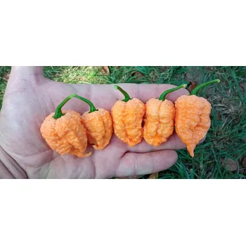 Semeno chilli-semena Carolina Reaper Peach