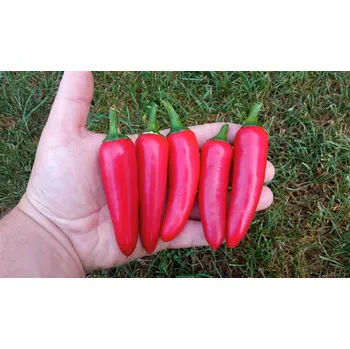 Semeno chilli-semena Jalapeno Mammoth