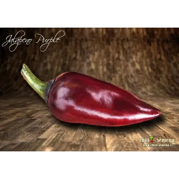 Semeno chilli-semena Jalapeno Purple