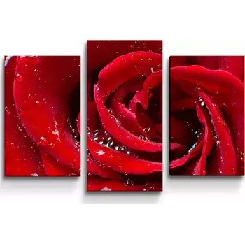 Obraz Sablio Obraz - 3-dílný Růže - 75x50 cm