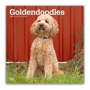 Diář Goldendoodles - Goldendoodle 2026 - 16-Monatskalender (EN)