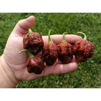 Semeno chilli-semena chilli-semena Hellboy