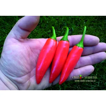 Semeno chilli-semena Jalapeno Summer Heat
