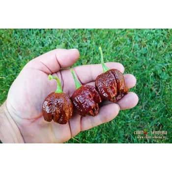Semeno chilli-semena Sepia Serpent Chilli