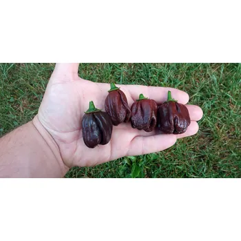Semeno chilli-semena Black Habanero