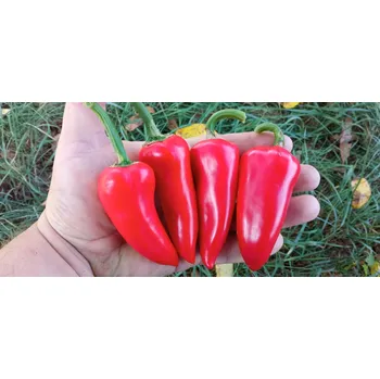 Semeno chilli-semena Jalapeno Jalastar