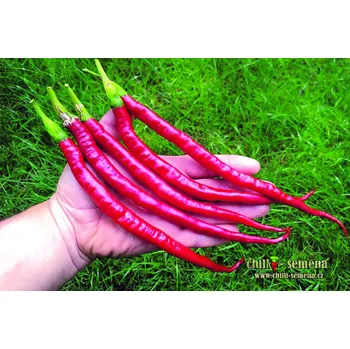 Semeno chilli-semena Elephanťs Trunk