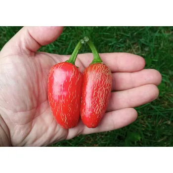 Semeno chilli-semena Jalapeno Early