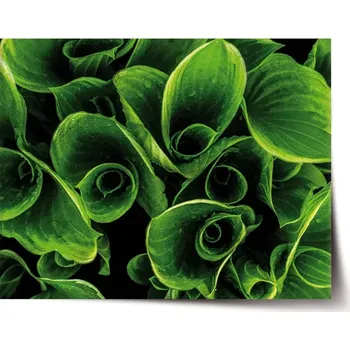 Plakát Sablio Plakát Zelené listy - 90x60 cm
