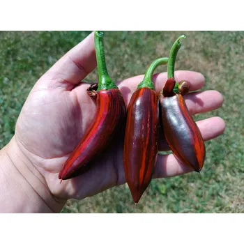 Semeno chilli-semena Candy Cane Chocolate