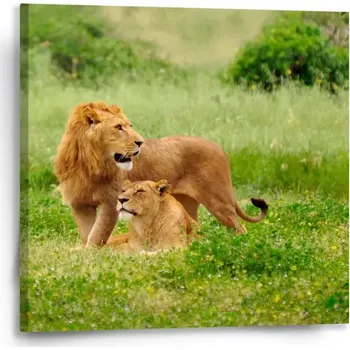 Obraz Sablio Obraz Lev a lvice - 50x50 cm