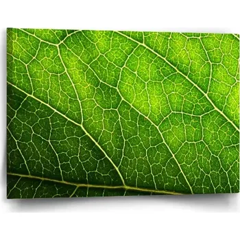 Obraz Sablio Obraz Detail listu - 60x40 cm