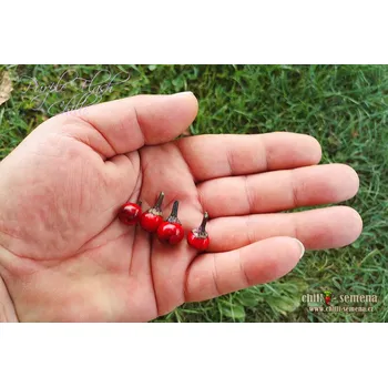 Semeno chilli-semena Purple Flash Chilli