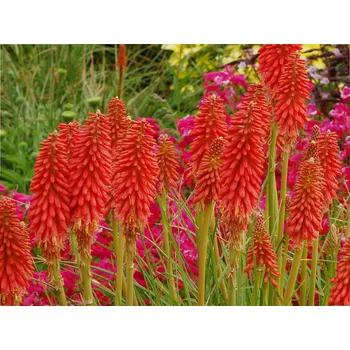 Sazenice Mnohokvět 'Redhot Popsicle' - Kniphofia 'Redhot Popsicle' Balení: kontejner p11