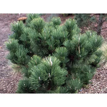 Sazenice Borovice Thunbergova 'Thunderhead' Balení: kontejner C7,5, Tvar: výška 35-50cm