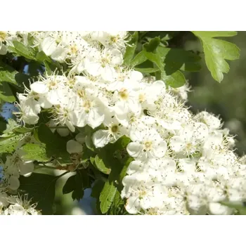 Sazenice Hloh jednosemenný 'Goldstein' Balení: kontejner C5