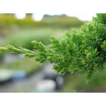 Sazenice Jalovec poléhavý 'Bonin Isles' Balení: kontejner p16