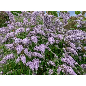 Sazenice Komule Davidova 'Grand Cascade' Balení: kontejner p9