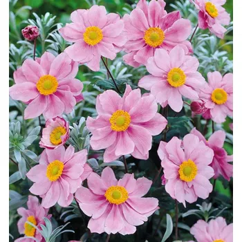 Sazenice Sasanka hybridní ´SERENADE´ kont. 0,5 l