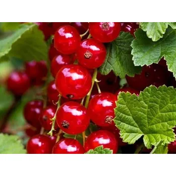 Sazenice Rybíz 'Red Lake'