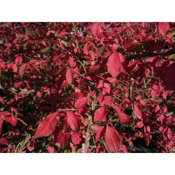 Sazenice Brslen křídlatý kontejner p9