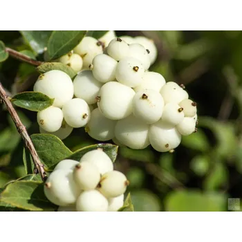 Sazenice Pámelník Doorenbosův 'Magical Galaxy' Balení: kontejner p9