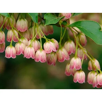 Sazenice Datyně zvonkovitá Balení: kontejner C2, výška 30-40 cm