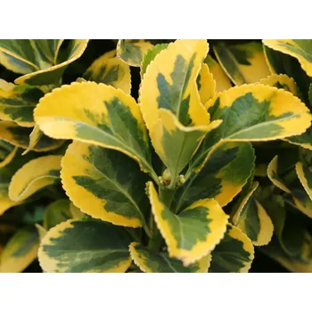 Sazenice Brslen japonský 'Elegant. Aureus' Balení: kontejner C25, Tvar: roubováno na kmínku