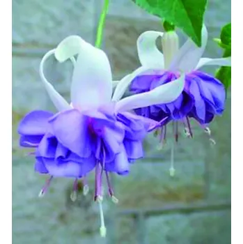 Golden Felli Fey Fuchsie 551