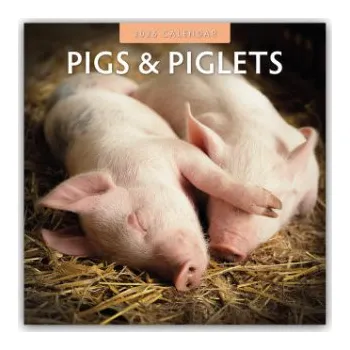Diář Pigs & Piglets - Schweine & Ferkel 2026 - 16-Monatskalender (EN)