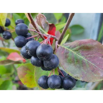 Sazenice Arónie, černý jeřáb 'Nero' Balení: kontejner p9