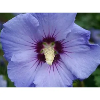 Sazenice Ibišek syrský Sup'Blue 'Minsyrori5' Balení: kontejner C6, Tvar: výška 60-80cm