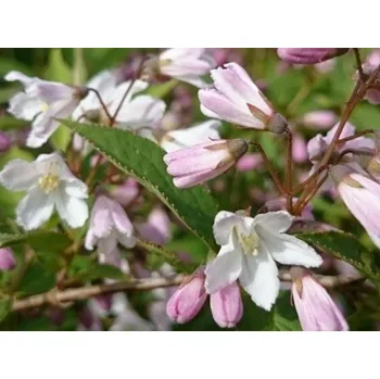 Sazenice Trojpuk růžový Balení: kontejner p9