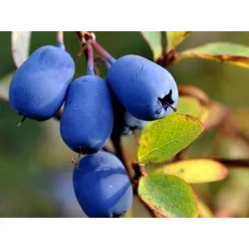 Sazenice Zimolez kamčatský 'Wojtek' Balení: kontejner C2