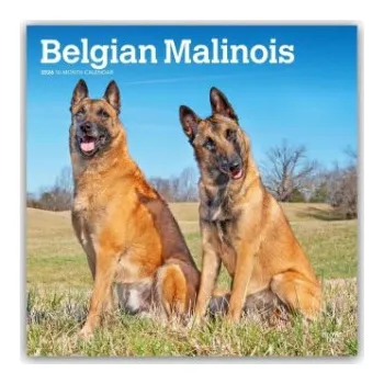 Diář Belgian Malinois 2026 - 16-Monatskalender (EN)