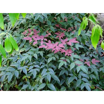 Sazenice Nandina domácí Flirt 'Murasaki' PBR kontejner C10