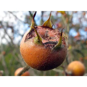 Sazenice Mišpule německá 'Nottingham' kontejner C12, výška 100-125 cm